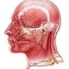 Allodynia and Pericranial Tenderness Highly Prevalent in Pediatric Patients With Migraine Allodynia and Pericranial Tenderness Highly Prevalent in Pediatric Patients With Migraine