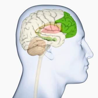 Persistent Pain Linked With Greater Memory Decline & Dementia Probability Persistent Pain Linked With Greater Memory Decline & Dementia Probability