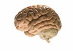 Can Drugs Be Delivered To The Brain Via Remote Control? Can Drugs Be Delivered To The Brain Via Remote Control?