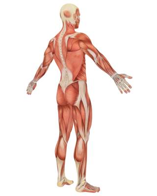 Most patients with acute lateral epicondylitis recover without physical therapy and steroid injections. Most patients with acute lateral epicondylitis recover without physical therapy and steroid injections.