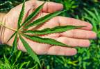 Marijuana Use and Child Physical Abuse: Is There an Association? Marijuana Use and Child Physical Abuse: Is There an Association?