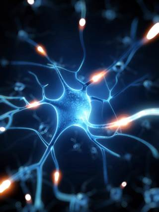Research Sheds New Light On Pain Pathways Research Sheds New Light On Pain Pathways