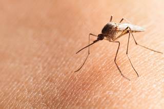 Outbreaks of the mosquito-borne Chikungunya virus may trigger a deadly brain infection. Outbreaks of the mosquito-borne Chikungunya virus may trigger a deadly brain infection.