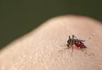 Support for CDC's Zika Virus Travel Precautions Continues Support for CDC's Zika Virus Travel Precautions Continues