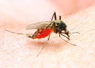 The most common symptoms of the disease are fever, rash, pain, and red eyes. The most common symptoms of the disease are fever, rash, pain, and red eyes.