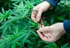 Legalized Marijuana: Are We Ready for the Consequences? Legalized Marijuana: Are We Ready for the Consequences?