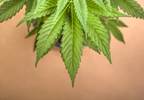 Cannabis Dependence: Genetic Factors Identified Cannabis Dependence: Genetic Factors Identified