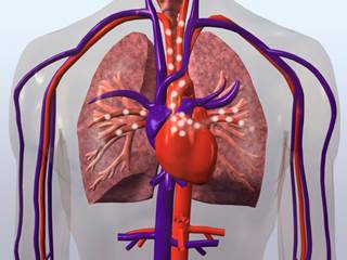 This study found two-fold higher rates of acute MI, coronary death, heart failure, cardiac arrest and PAD in RA patients. This study found two-fold higher rates of acute MI, coronary death, heart failure, cardiac arrest and PAD in RA patients.
