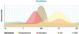 Estrogen decline confers vulnerability to migraines Estrogen decline confers vulnerability to migraines