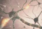 Central Effects of Peripherally Administered Botulinum Toxin: Relevance for Migraine Treatment Central Effects of Peripherally Administered Botulinum Toxin: Relevance for Migraine Treatment