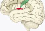 Common Antidepressant Shows Effectiveness in Treating Multiple Sclerosis-Related Neuropathic Pain in Animal Model Common Antidepressant Shows Effectiveness in Treating Multiple Sclerosis-Related Neuropathic Pain in Animal Model