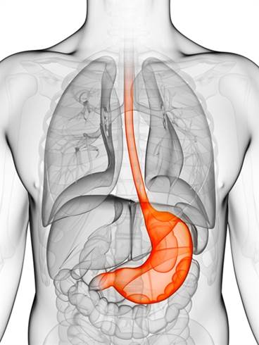 FDA to Review Gimoti for Diabetic Gastroparesis in Adult Women FDA to Review Gimoti for Diabetic Gastroparesis in Adult Women