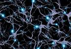 Functional Neural Connectivity Underlying Pain Experienced in Migraine, Dysmenorrhea Functional Neural Connectivity Underlying Pain Experienced in Migraine, Dysmenorrhea