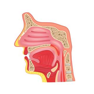 Sumatriptan in a powder form is propelled into the upper posterior nasal cavity with the aid of the patient’s breath. Sumatriptan in a powder form is propelled into the upper posterior nasal cavity with the aid of the patient’s breath.