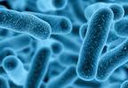 Lower Gut Microbiome Diversity in Chronic Pelvic Pain Syndrome Lower Gut Microbiome Diversity in Chronic Pelvic Pain Syndrome