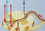 Secondary Hyperalgesia Mediated by Nociceptive and Other Sensory Pathways Secondary Hyperalgesia Mediated by Nociceptive and Other Sensory Pathways