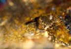 Reassessing the Efficacy of Gold Therapy for Rheumatoid Arthritis Reassessing the Efficacy of Gold Therapy for Rheumatoid Arthritis