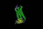In Search of New Opioid Analgesics In Search of New Opioid Analgesics