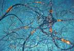New Developments in Peripherally Restricted Opioid Analgesics New Developments in Peripherally Restricted Opioid Analgesics