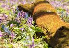 Chinese Herb Shows Antinociceptive Effects on Neuropathic Pain Chinese Herb Shows Antinociceptive Effects on Neuropathic Pain
