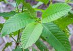 What the Scheduling of Kratom by the DEA Means for Research What the Scheduling of Kratom by the DEA Means for Research