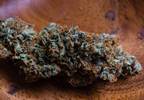 Cognitive Indolence Caused by THC in Rats Cognitive Indolence Caused by THC in Rats
