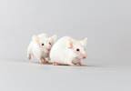 Hyperalgesia Can Be Socially Transmitted Via Olfactory Cues Hyperalgesia Can Be Socially Transmitted Via Olfactory Cues