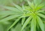 Reviewing the Efficacy, Safety, and Tolerability of Cannabis-Based Medicines for Chronic Neuropathic Pain Reviewing the Efficacy, Safety, and Tolerability of Cannabis-Based Medicines for Chronic Neuropathic Pain