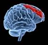 Predicting Placebo Response? It May Now be Possible Predicting Placebo Response? It May Now be Possible