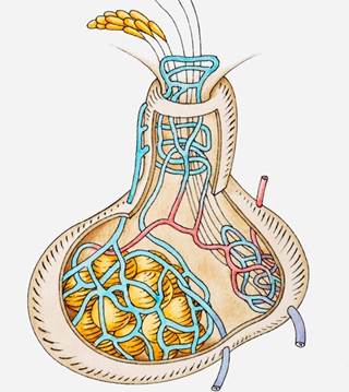 Oxytocin replacement therapy could improve the well-being of people with low levels of the hormone. Oxytocin replacement therapy could improve the well-being of people with low levels of the hormone.