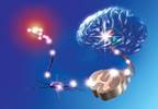 The Influence of Cognitive Processes on Pain Perception The Influence of Cognitive Processes on Pain Perception
