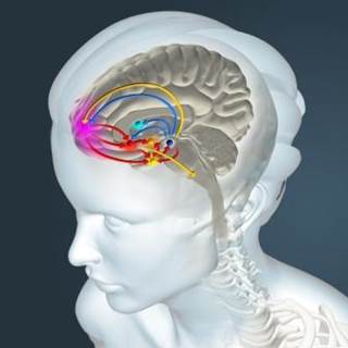 Recent studies show that THC consumption has an impact on the morphology, production and function of the brain DA system. Recent studies show that THC consumption has an impact on the morphology, production and function of the brain DA system.