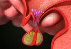 Growth Hormone May Modulate Neonatal Pain Growth Hormone May Modulate Neonatal Pain