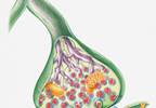 Risks Associated With Neuropathic Pain Treatment Risks Associated With Neuropathic Pain Treatment