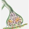 Risks Associated With Neuropathic Pain Treatment Risks Associated With Neuropathic Pain Treatment