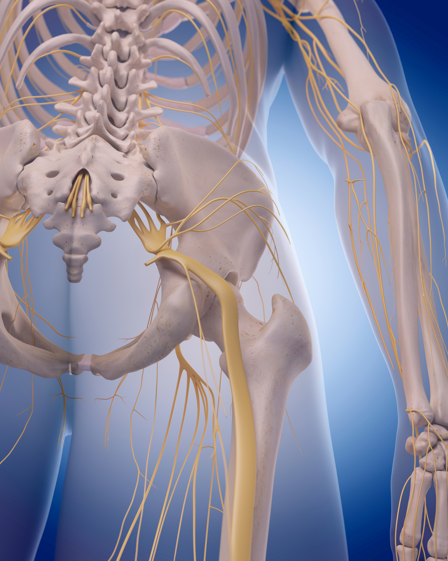 Sciatica Nerve And Pelvic Pain