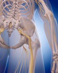 Sciatic Plus Femoral Nerve Blocks Effective On Total Hip Arthroplasty 