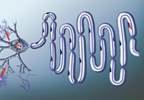 Preclinical Pain as a Marker for Amyotrophic Lateral Sclerosis Preclinical Pain as a Marker for Amyotrophic Lateral Sclerosis