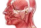 Allodynia and Pericranial Tenderness Highly Prevalent in Pediatric Patients With Migraine Allodynia and Pericranial Tenderness Highly Prevalent in Pediatric Patients With Migraine