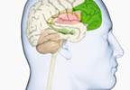 Persistent Pain Linked With Greater Memory Decline & Dementia Probability Persistent Pain Linked With Greater Memory Decline & Dementia Probability