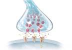 Identification of Mechanism Involved in the Maintenance of Pain Behaviors, Mechanical Hypersensitivity Identification of Mechanism Involved in the Maintenance of Pain Behaviors, Mechanical Hypersensitivity