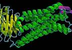 Identification of Active-State Kappa-Opioid Receptor Crystal Structure May Facilitate the Design of Improved Analgesics Identification of Active-State Kappa-Opioid Receptor Crystal Structure May Facilitate the Design of Improved Analgesics