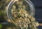 Older Adults Believe Marijuana Can Be Effective for Pain Older Adults Believe Marijuana Can Be Effective for Pain