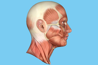 Healthy individuals received 2 injections of nerve growth factor or isotonic saline in the left or right masseter and temporalis muscles. Healthy individuals received 2 injections of nerve growth factor or isotonic saline in the left or right masseter and temporalis muscles.
