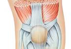 Pain Processing May Be Altered in Women With Patellofemoral Pain Pain Processing May Be Altered in Women With Patellofemoral Pain