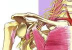 Comparable Incidence, Intensity of Tourniquet Pain With Infraclavicular, Axillary Brachial Plexus Blocks Comparable Incidence, Intensity of Tourniquet Pain With Infraclavicular, Axillary Brachial Plexus Blocks